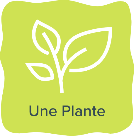 Une plante
